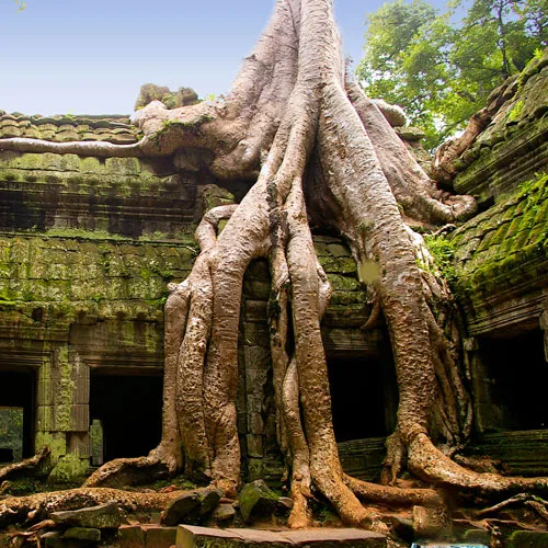 Ta-Prohm-2-72 Ta-Prohm-2-72