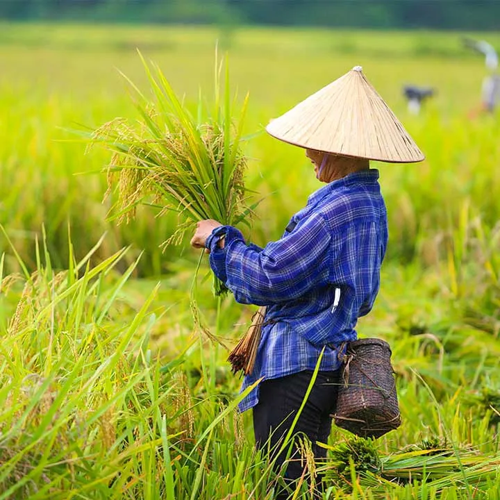 mai-chau mai-chau